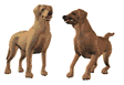 Gifs animados Animales - Imagenes animadas de Animales