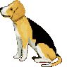 Gifs animados Animales - Imagenes animadas de Animales