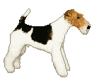 Gifs animados Animales - Imagenes animadas de Animales