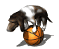 Gifs animados Animales - Imagenes animadas de Animales