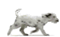 Gifs animados Animales - Imagenes animadas de Animales