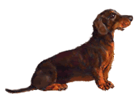 Gifs animados Animales - Imagenes animadas de Animales