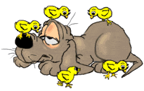 Gifs animados Animales - Imagenes animadas de Animales