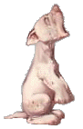 Gifs animados Animales - Imagenes animadas de Animales