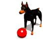 Gifs animados Animales - Imagenes animadas de Animales