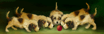 Gifs animados Animales - Imagenes animadas de Animales