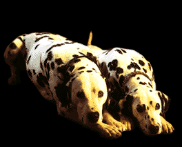 Gifs animados Animales - Imagenes animadas de Animales