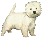 Gifs animados Animales - Imagenes animadas de Animales