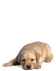 Gifs animados Animales - Imagenes animadas de Animales