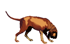 Gifs animados Animales - Imagenes animadas de Animales