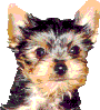 Gifs animados Animales - Imagenes animadas de Animales