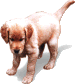 Gifs animados Animales - Imagenes animadas de Animales