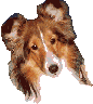 Gifs animados Animales - Imagenes animadas de Animales