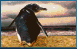 Gifs animados Animales - Imagenes animadas de Animales