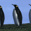 Gifs animados Animales - Imagenes animadas de Animales