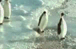 Gifs animados Animales - Imagenes animadas de Animales