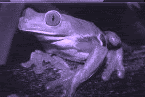 Gifs animados Animales - Imagenes animadas de Animales