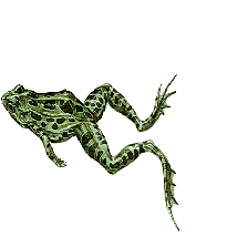 Gifs animados Animales - Imagenes animadas de Animales