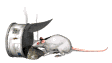 Gifs animados Animales - Imagenes animadas de Animales