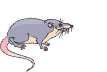 Gifs animados Animales - Imagenes animadas de Animales