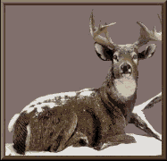 Disegni da colorare di Animali -Colorare disegni gratis Animali