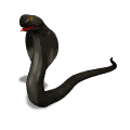 Gifs animados Animales - Imagenes animadas de Animales