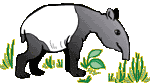 Gifs animados Animales - Imagenes animadas de Animales