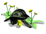 Disegni da colorare di Animali -Colorare disegni gratis Animali