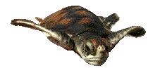 Gifs animados Animales - Imagenes animadas de Animales