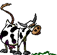 Gifs animados Animales - Imagenes animadas de Animales