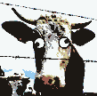 Gifs animados Animales - Imagenes animadas de Animales