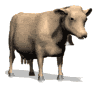 Gifs animados Animales - Imagenes animadas de Animales