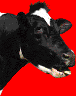 Gifs animados Animales - Imagenes animadas de Animales