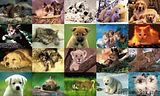 Imagenes Animales