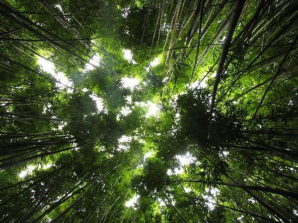 bamboojungleplants2.jpg