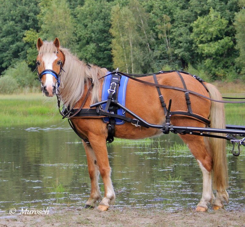 Fotografie