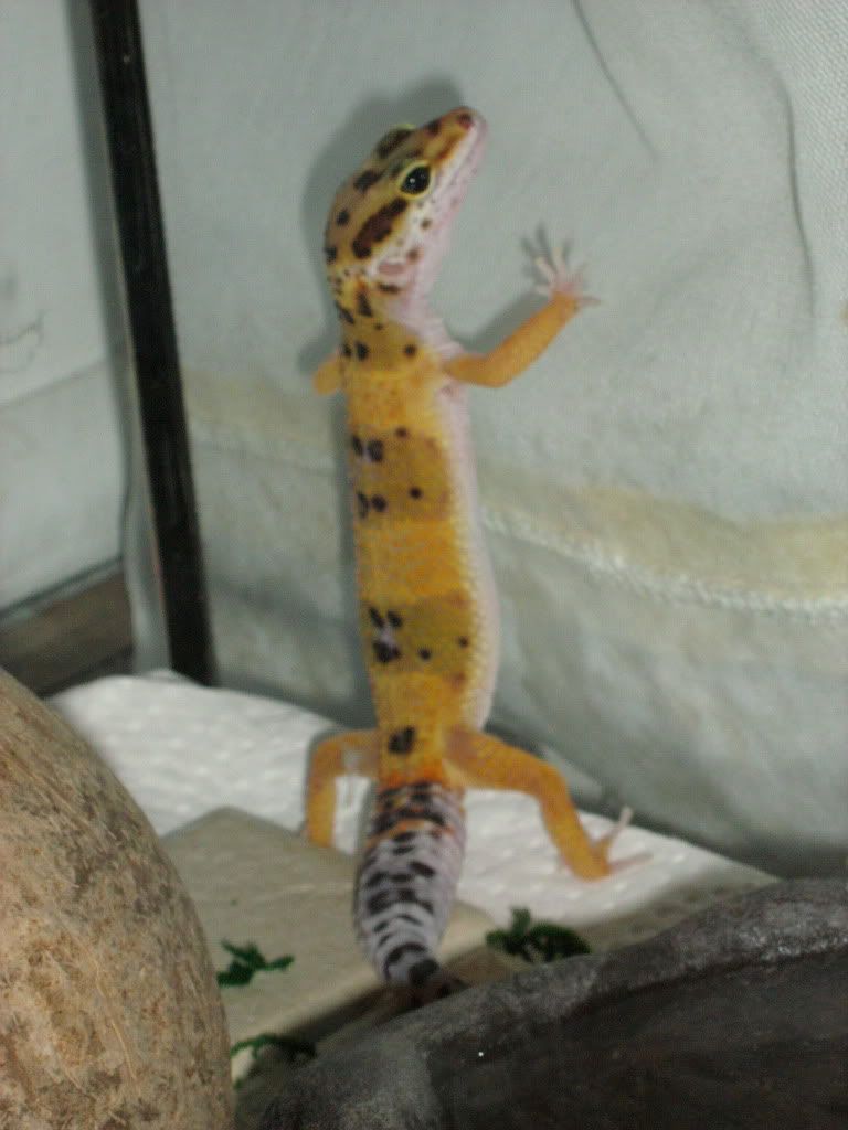 Leostanding.jpg