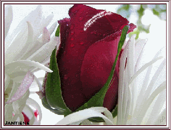 z1-3.gif Roos picture by chayenne_album
