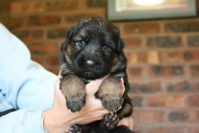 No 5 female 2 weeks
