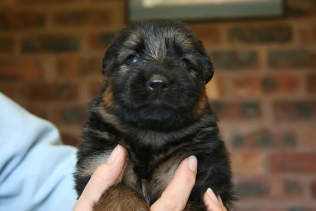 No 3 female 2 weeks