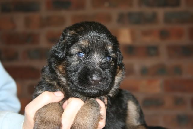 No 4 female 2 weeks