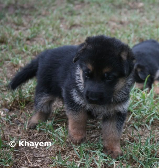 Astrid (no 8) 3 weeks