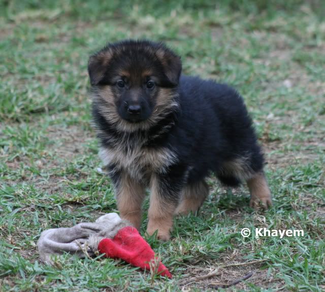 Jussy 5 weeks