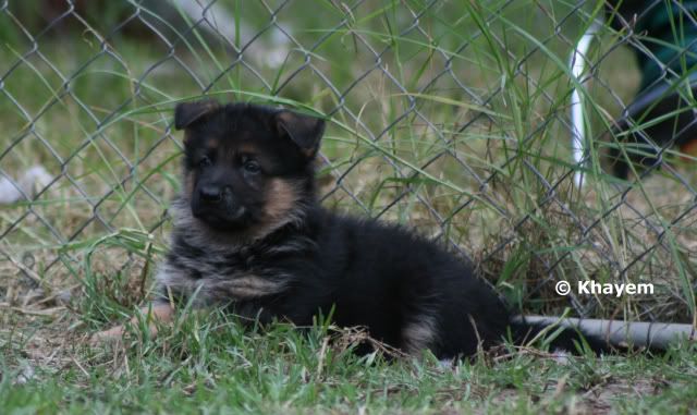 Dirk 5 weeks