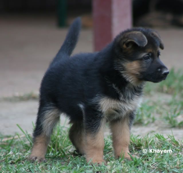 Rabea 5 weeks
