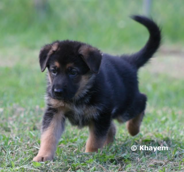 Robbie 5 weeks