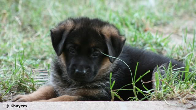 Jimmy 5 weeks