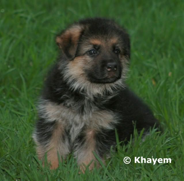 Indie 5 weeks