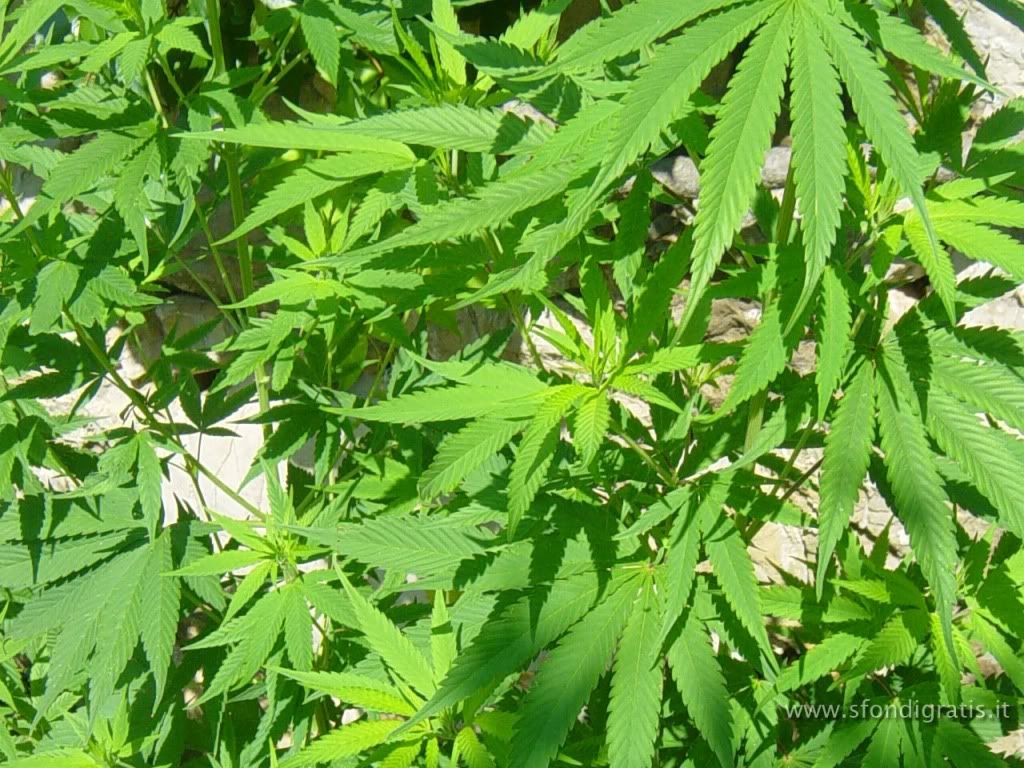 Marijuana Wallpaper Marijuana Wallpaper