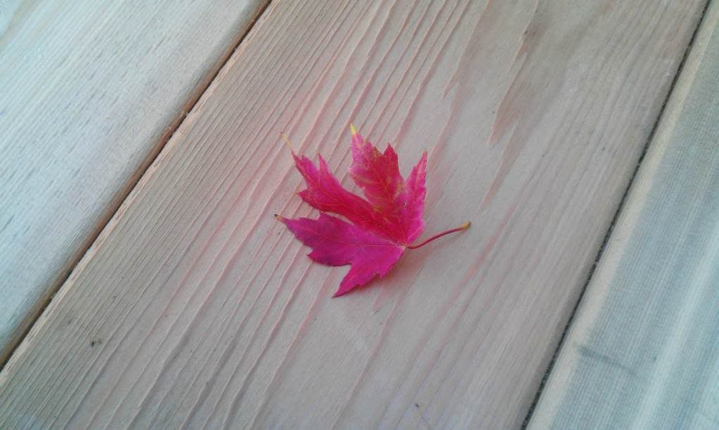 IMAG0022.jpg